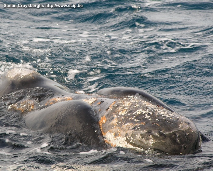 Peninsula Valdes - Walvis Zuidkapers komen voor in de Golfo Nuevo tussen het schiereiland en het vaste land van Patagonië. In de lente komen de walvissen om te paren en te kalven. Met een zodiak konden we deze enorme zoogdieren tot op enkele meters naderen. Stefan Cruysberghs